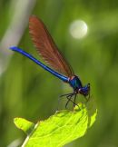 Male_Beautiful_Demoiselle